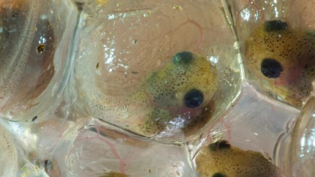 Developing eggs of the Amazonian Monkey Frog (Agalychnis hulli) The tadpoles are developing within the transparent egg membrane and are nearly ready to hatch. Amazonian Ecuador.