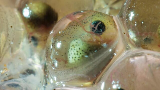 Developing eggs of the Amazonian Monkey Frog (Agalychnis hulli) The tadpoles are developing within the transparent egg membrane and are nearly ready to hatch. Amazonian Ecuador.