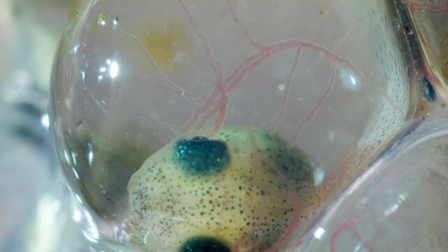 Developing eggs of the Amazonian Monkey Frog (Agalychnis hulli) The tadpoles are developing within the transparent egg membrane and are nearly ready to hatch. Amazonian Ecuador.