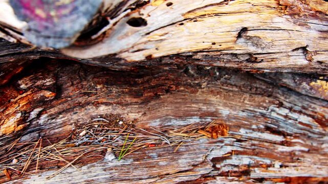 Close-up of Weathered Pine Bark Textures