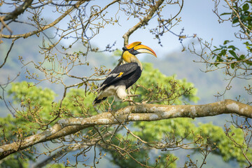 Great hornbill (Buceros bicornis), also known as the concave-casqued hornbill, great Indian hornbill or great pied hornbill, is one of the larger members of the hornbill family.  © prasanth