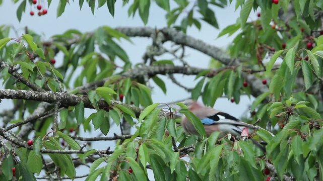 Geai des ch&ecirc;nes dans un cerisier qui mange des cerises puis s&rsquo;envole