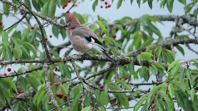 Geai des ch&ecirc;nes qui se secoue sur une branche de cerisier puis s&rsquo;envole