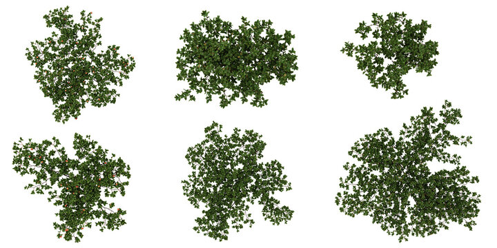 Collection of Arctostaphylos trees isolated on white background  from the top view