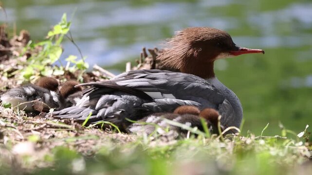 View of a female common merganser resting on a grassy bank with her ducklings near the water in Mulhouse, Grand Est, France.
