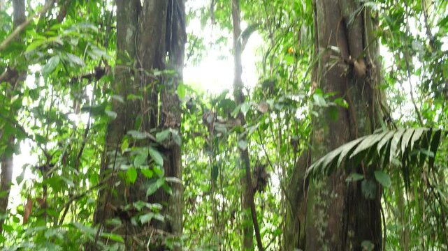 Unusual tree forming an arch in the rainforest, Ecuador. Likely to be a strangler fig (Ficus sp.) in pristine rainforest, Orellana province, Ecuador