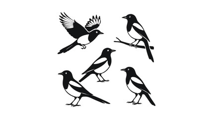 Obraz premium A collection of magpie birds depicted in various illustrative poses.