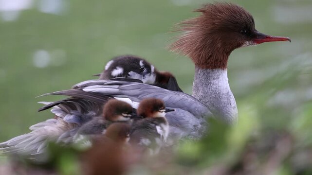 View of a female common merganser resting with several ducklings on her back in a grassy area in Mulhouse, Grand Est, France.