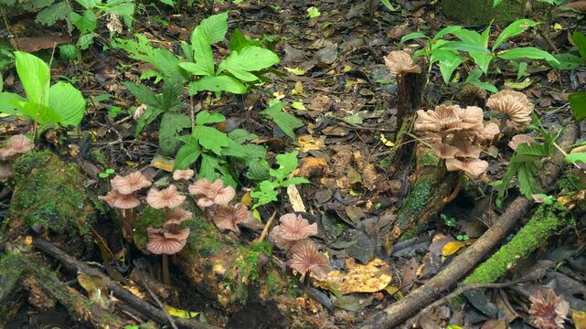 Group of fungi growing on the rainforest floor, POV shot. In Yasuni National Park, Orellana province, Ecuador