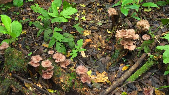 Group of fungi growing on the rainforest floor, POV shot. In Yasuni National Park, Orellana province, Ecuador