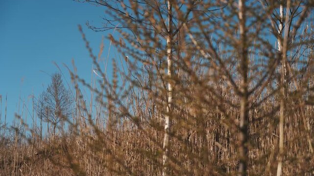 conifer twig against blue sky and dry grassland