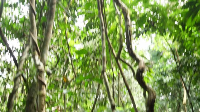 Tilt up a rainforest tree festooned with  lianas. In Yasuni National Park, Orellana province, the Ecuadorian Amazon