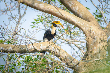 Great hornbill (Buceros bicornis), also known as the concave-casqued hornbill, great Indian hornbill or great pied hornbill, is one of the larger members of the hornbill family.  © prasanth