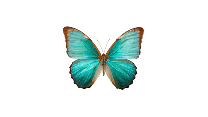 Vibrant Turquoise Blue Morpho Butterfly with Delicate Wing Patterns © Sylas