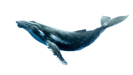 Fototapeta premium Large Humpback Whale Swimming in Ocean Water