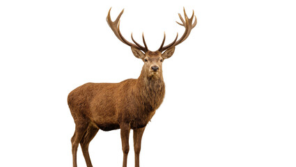 Brown majestic stag with large antlers standing upright © Sylas