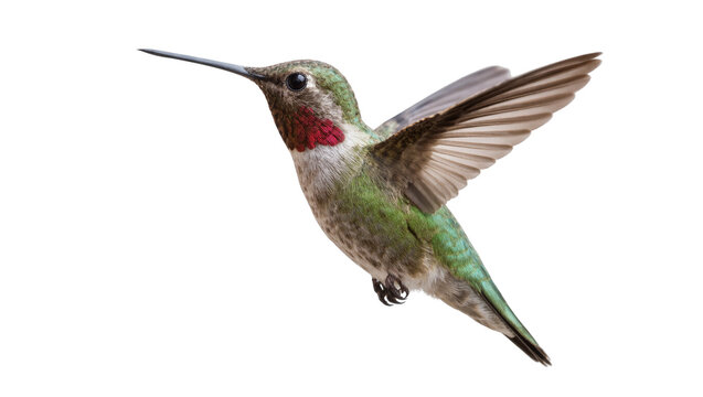 Ruby throated Hummingbird in Flight with Extended Wings