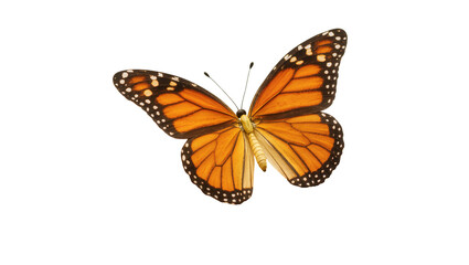 Fototapeta premium Monarch Butterfly with Orange Wings and Black Spots