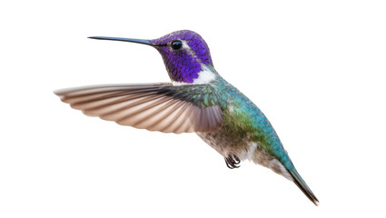 Fototapeta premium Vibrant Purple-Headed Hummingbird in Flight with Extended Wings