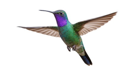 Fototapeta premium Vibrant Green Purple Hummingbird Flying with Extended Wings
