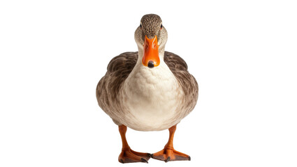 Gray and white domestic goose with orange beak and feet © Sylas