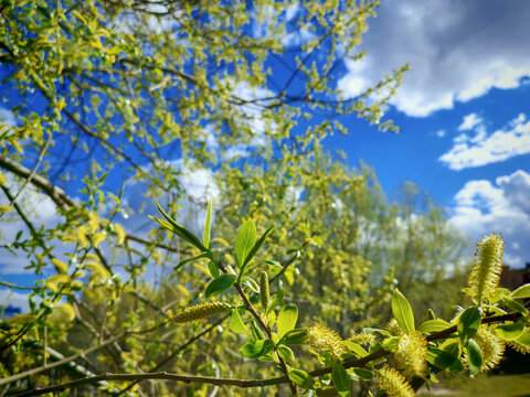 Branch spring willow in bloom, against bright blue sky. Catkins, green leaves, clouds, seasonal change. Background features blue sky.