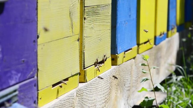 Close-up of bees flying around a beehive and entering and exiting the hive in warm summer sunlight.