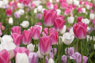 Fototapeta premium Pink tulip, tulipa ‘Dynasty’, and white tulip ‘royal virgin’ in flower.