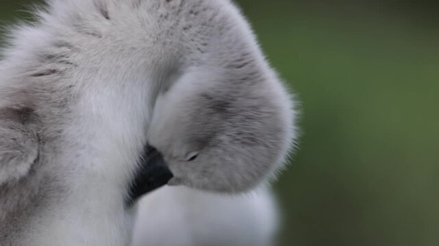 View of a fluffy grey cygnet with soft down feathers and a black beak against a blurred green background in Mulhouse, Grand Est, France.