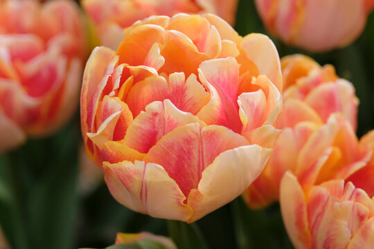 Peach, pink and red variegated double tulip, tulipa  &lsquo;Foxy Foxtrot&rsquo; in flower.