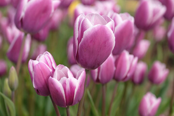 Fototapeta premium Purple and white multi headed tulipa, tulip ‘Purple Elegance’ in flower.