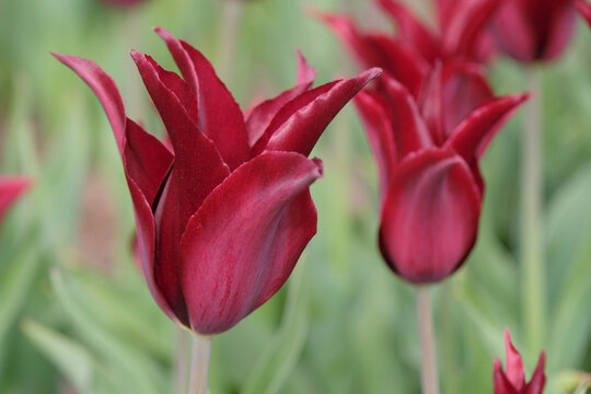 Wine red lily flowered tulip, tulipa &lsquo;Havran&rsquo; in flower.