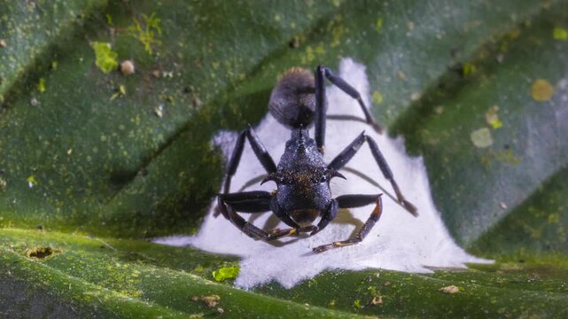 Ant mimic spider (Apantochilus sp.) guarding its eggs, closely resembles turtle ants (genus Cephalotes) on which it feeds. In the rainforest understory in Orellana province, Ecuador.
