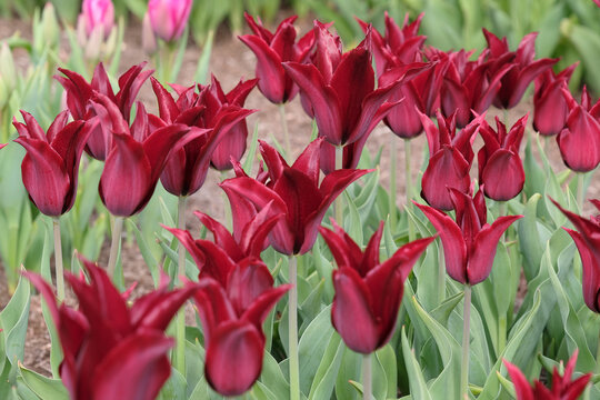 Wine red lily flowered tulip, tulipa &lsquo;Havran&rsquo; in flower.