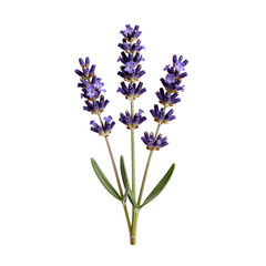 Obraz premium Close up of lavender blossoms shows its vibrant purple color against a white background