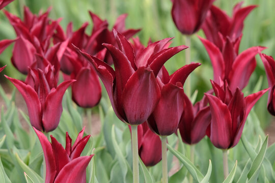 Wine red lily flowered tulip, tulipa &lsquo;Havran&rsquo; in flower.
