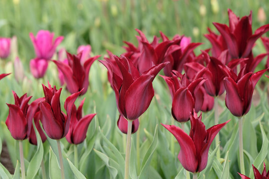 Wine red lily flowered tulip, tulipa &lsquo;Havran&rsquo; in flower.