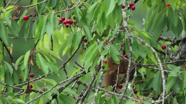 &Eacute;cureuil roux qui mange des cerises dans un cerisier