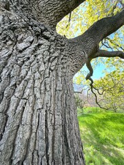 Fototapeta premium The bark of an old oak tree in a forest park.