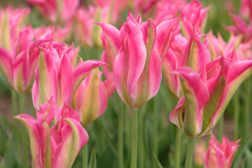 Obraz premium Pink and green lily flowered tulipa, tulip ‘Virichic’ in flower.