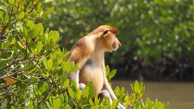 Proboscis monkey sitting in a tree with green leaves