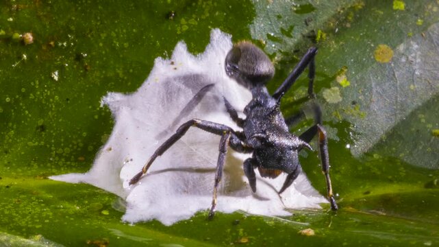 Ant mimic spider (Apantochilus sp.) guarding its eggs, closely resembles turtle ants (genus Cephalotes) on which it feeds. In the rainforest understory in Orellana province, Ecuador.