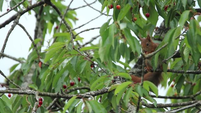 &Eacute;cureuil roux qui mange des cerises dans un cerisier