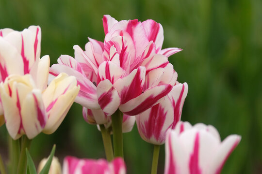 Red and white variegated multi headed tulipa, tulip &lsquo;Flaming Club&rsquo; in flower.