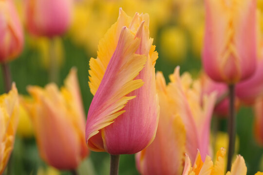Yellow and pink fringed tulip, tulipa &lsquo;Flaming Memory&rsquo; in flower.