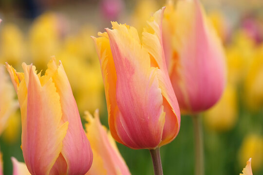 Yellow and pink fringed tulip, tulipa &lsquo;Flaming Memory&rsquo; in flower.