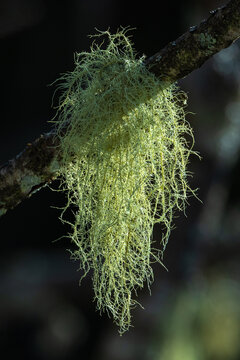 Close-up with Usnea, a genus of fruticose lichens commonly known as Old man's beard or Beard lichen