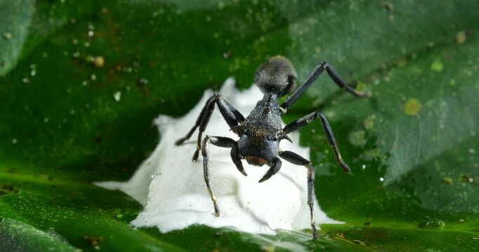 Ant mimic spider (Apantochilus sp.) guarding its eggs, closely resembles turtle ants (genus Cephalotes) on which it feeds. In the rainforest understory in Orellana province, Ecuador.