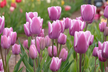 Obraz premium Purple and white multi headed tulipa, tulip ‘Purple Elegance’ in flower.
