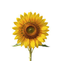 Fototapeta premium Vibrant sunflower stands tall against a clean white background, presenting its beauty